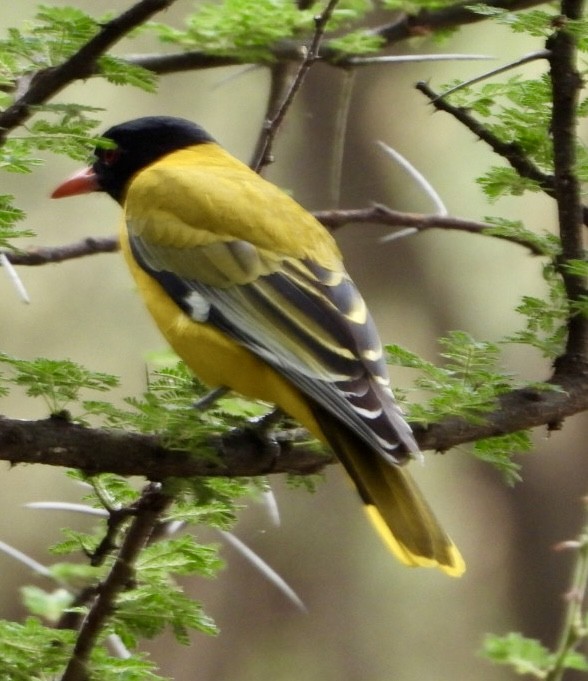 African Black-headed Oriole - ML645705298
