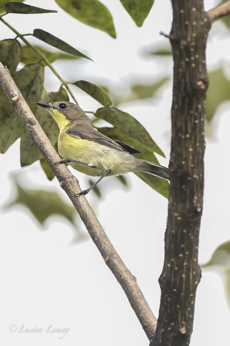 Golden-bellied Gerygone - ML645705299
