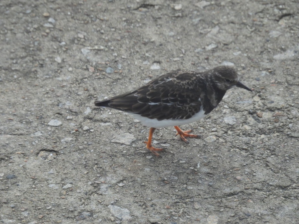 Ruddy Turnstone - ML645705301