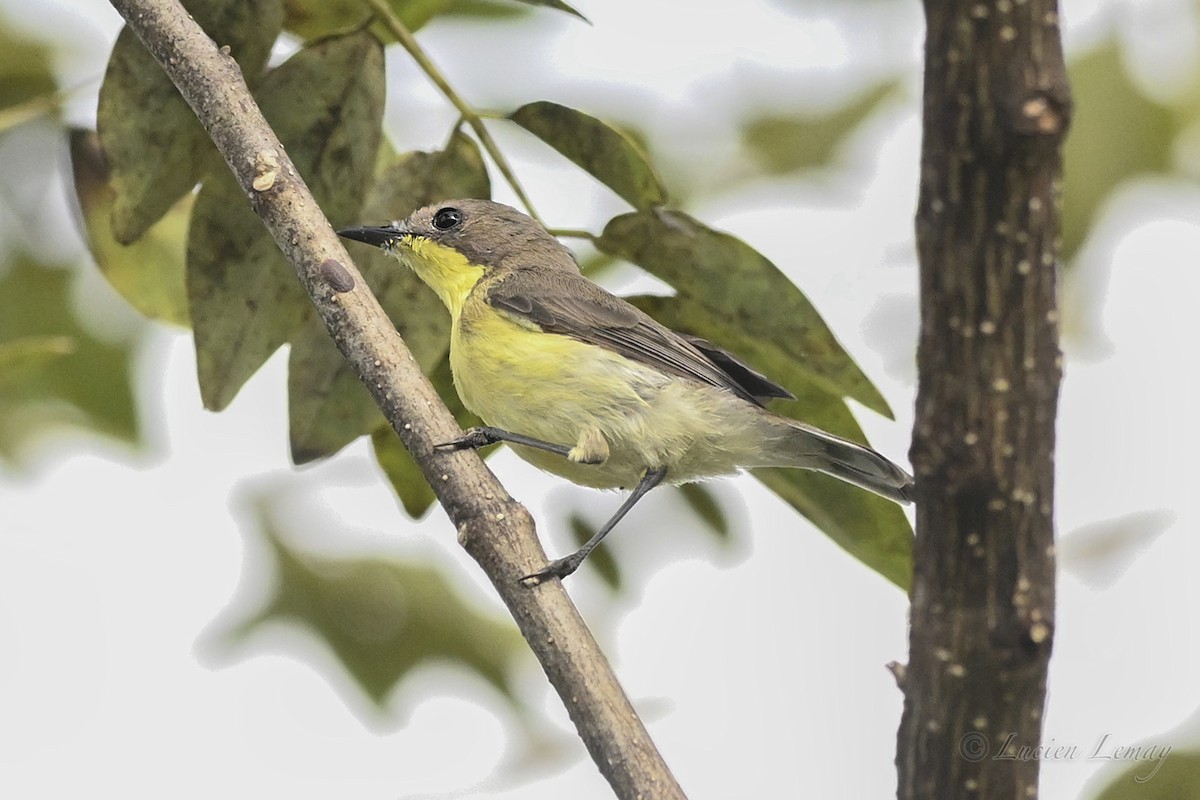 Golden-bellied Gerygone - ML645705302