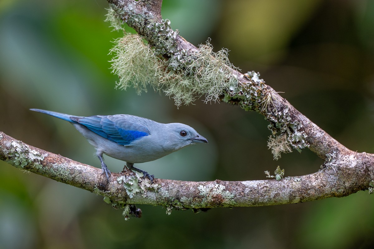 Blue-gray Tanager - ML645705303