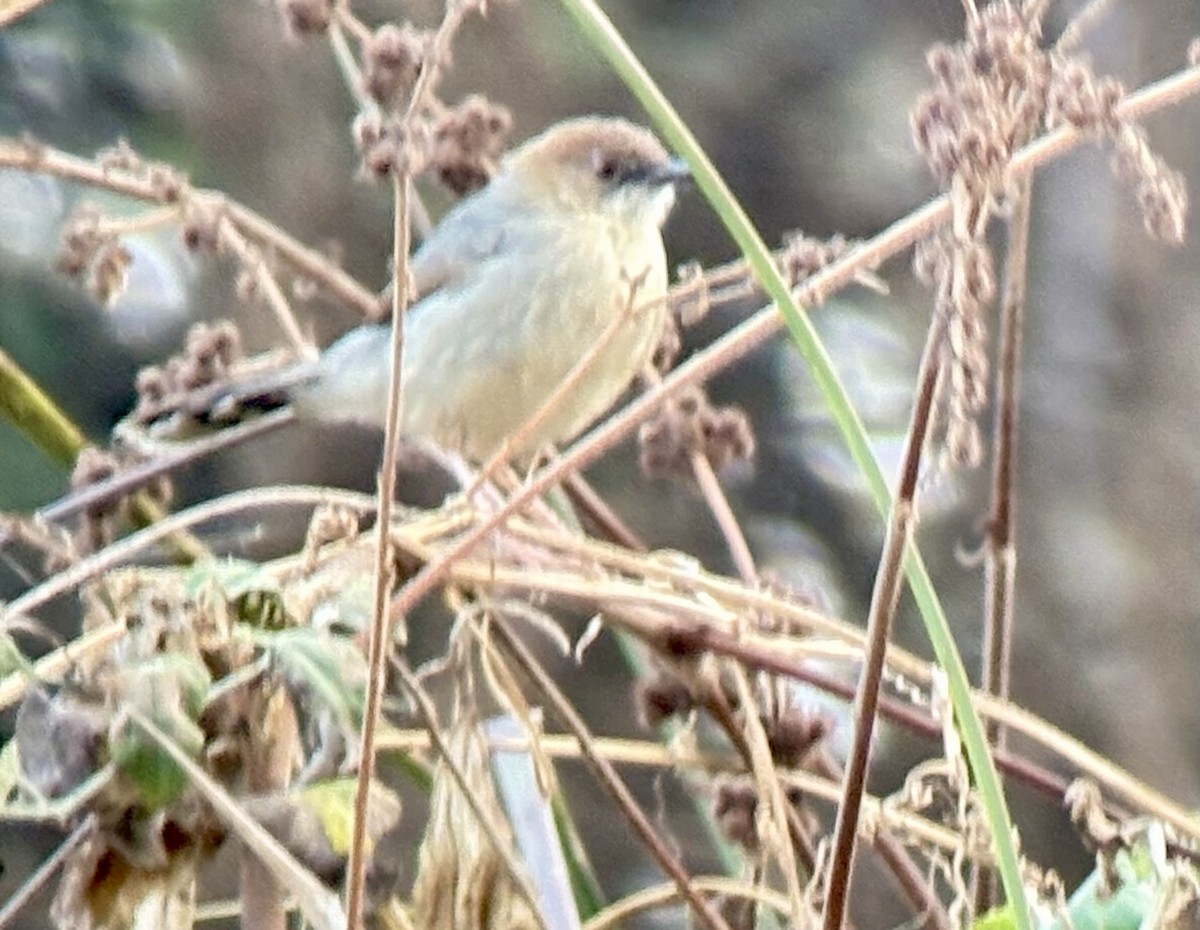 Singing Cisticola - ML645705304