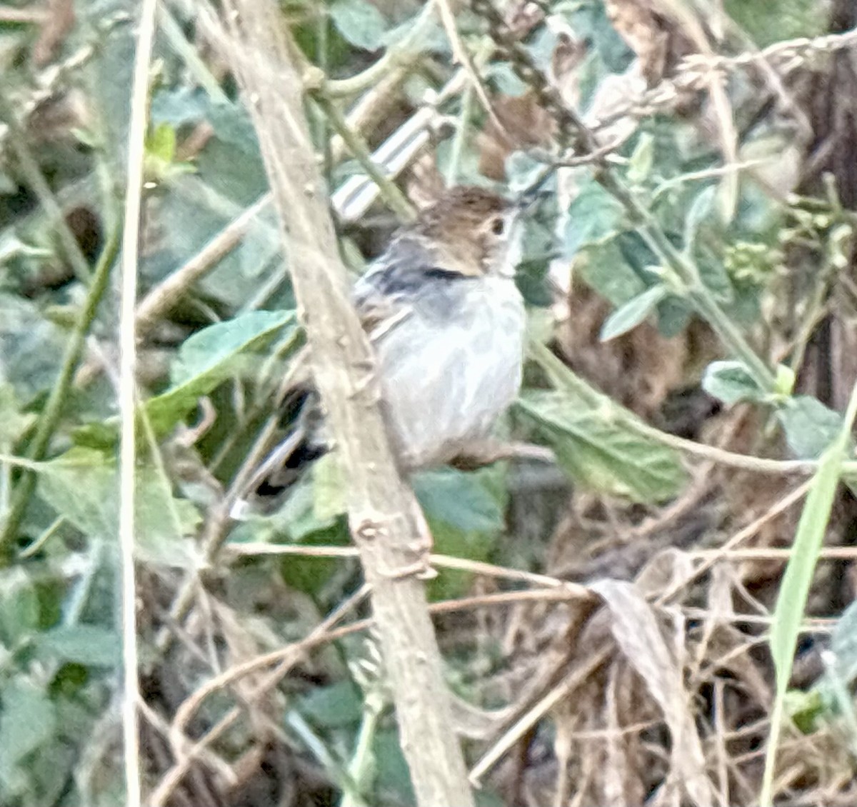 Singing Cisticola - ML645705305