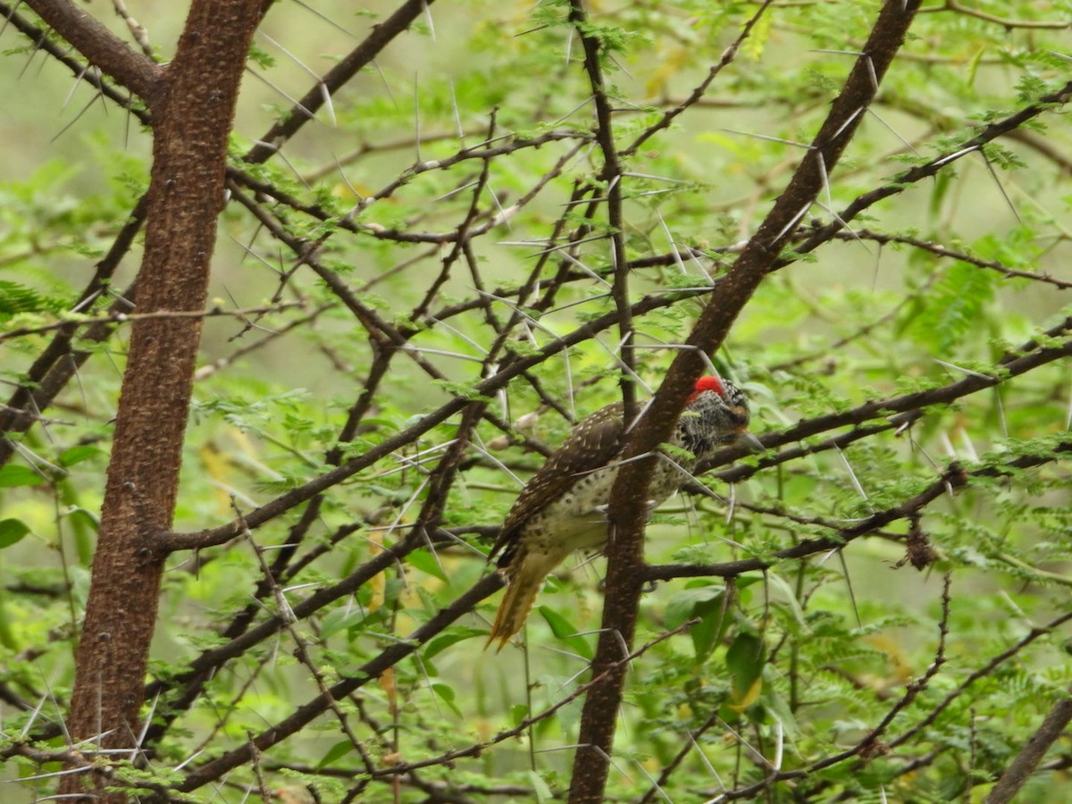 Nubian Woodpecker - ML645705306