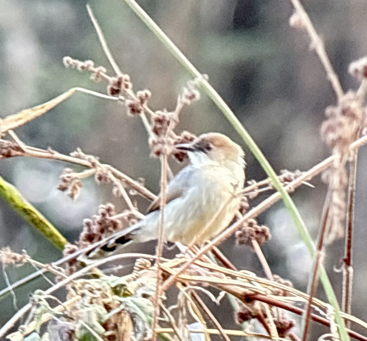 Singing Cisticola - ML645705307