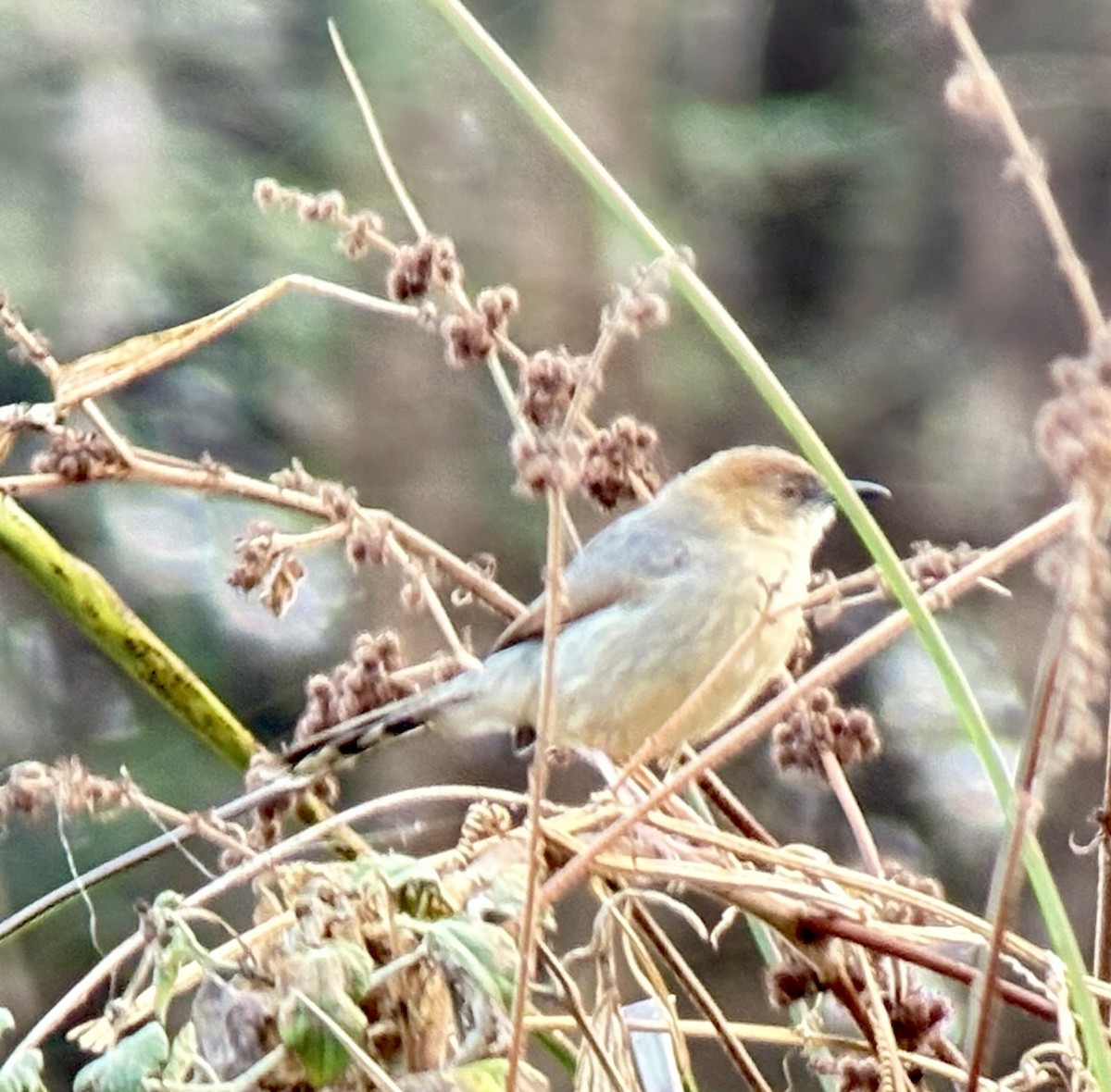 Singing Cisticola - ML645705308