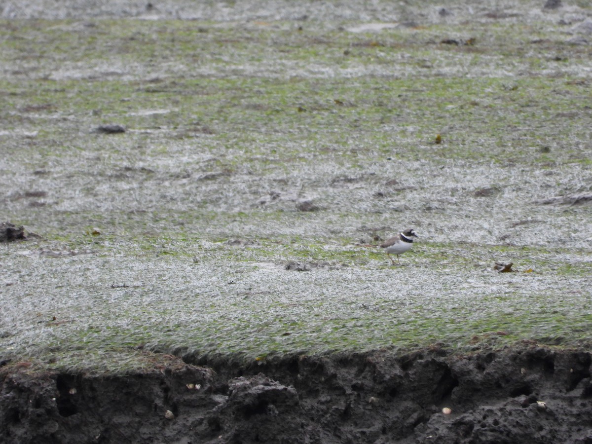 Common Ringed Plover - ML645705310