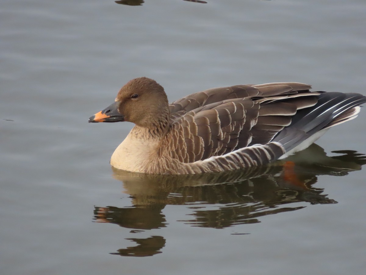 Tundra Bean-Goose - ML645705312