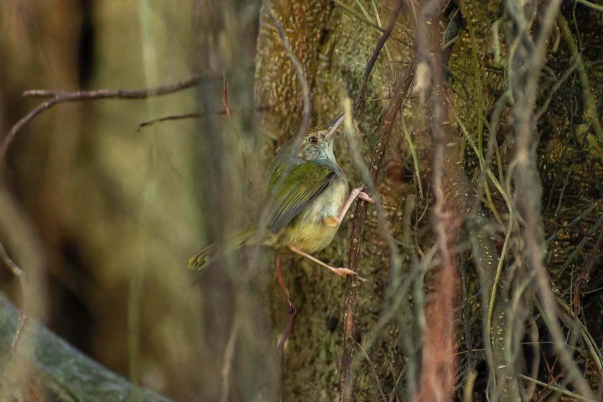 langstjertskredderfugl - ML645705324