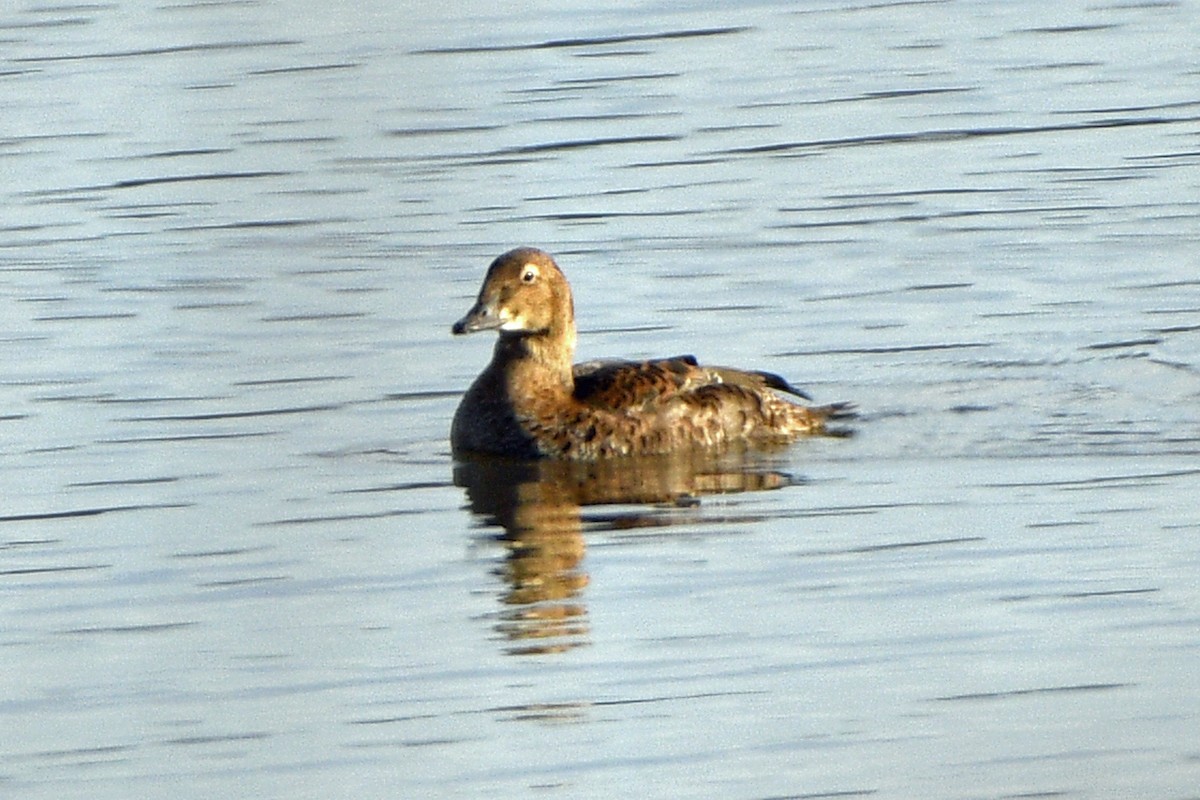King Eider - ML645705325
