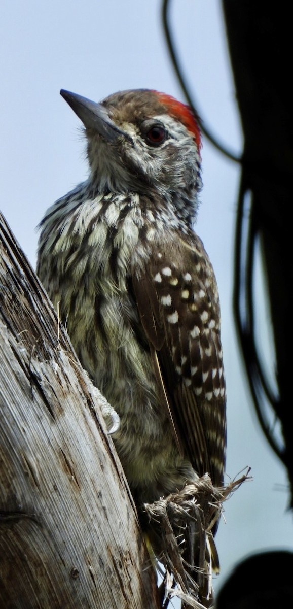 Cardinal Woodpecker - ML645705331