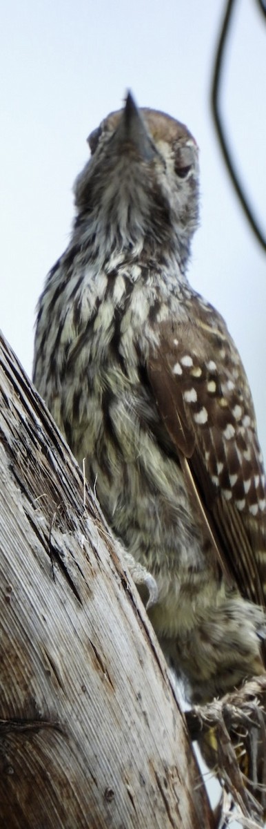 Nubian Woodpecker - ML645705332