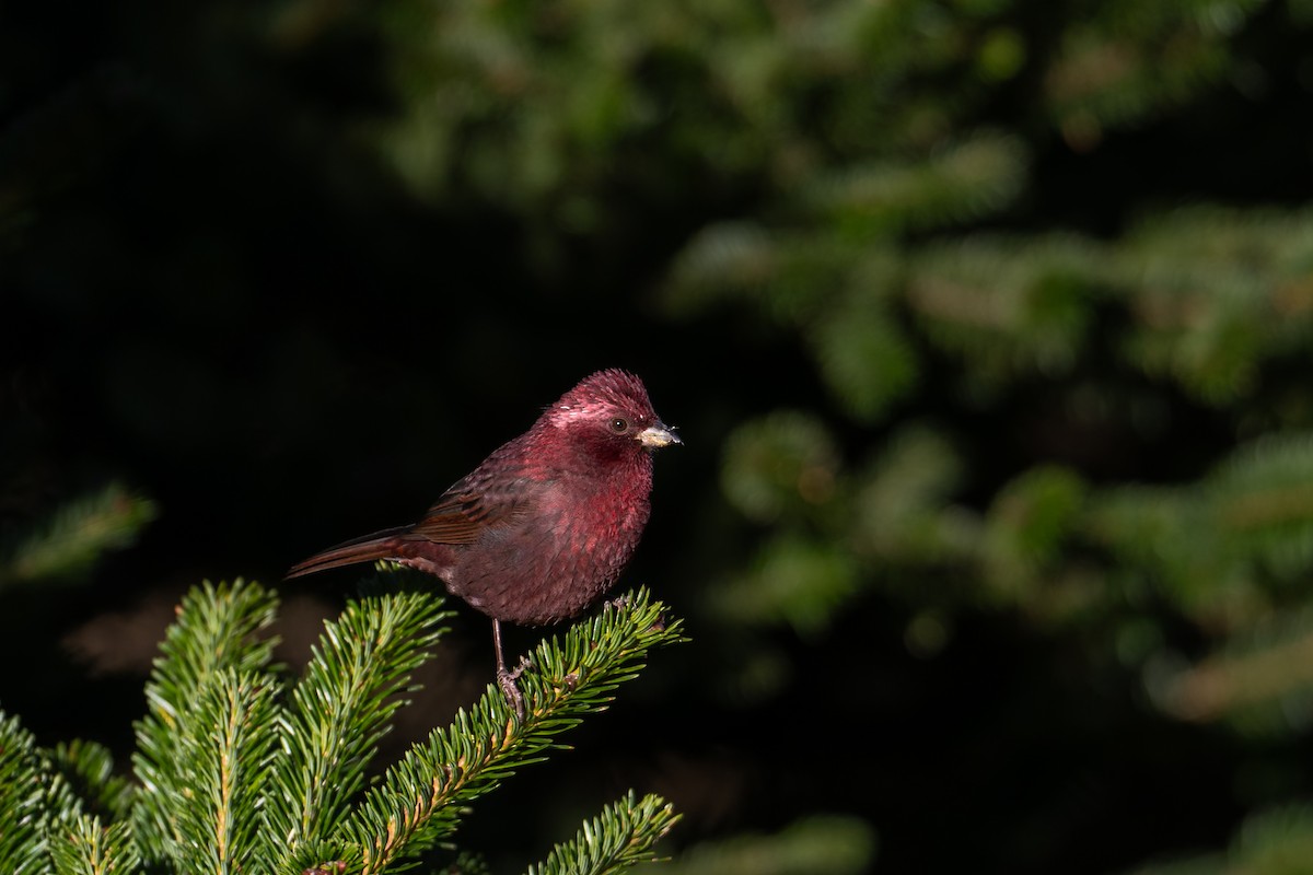 Taiwan Rosefinch - ML645705338