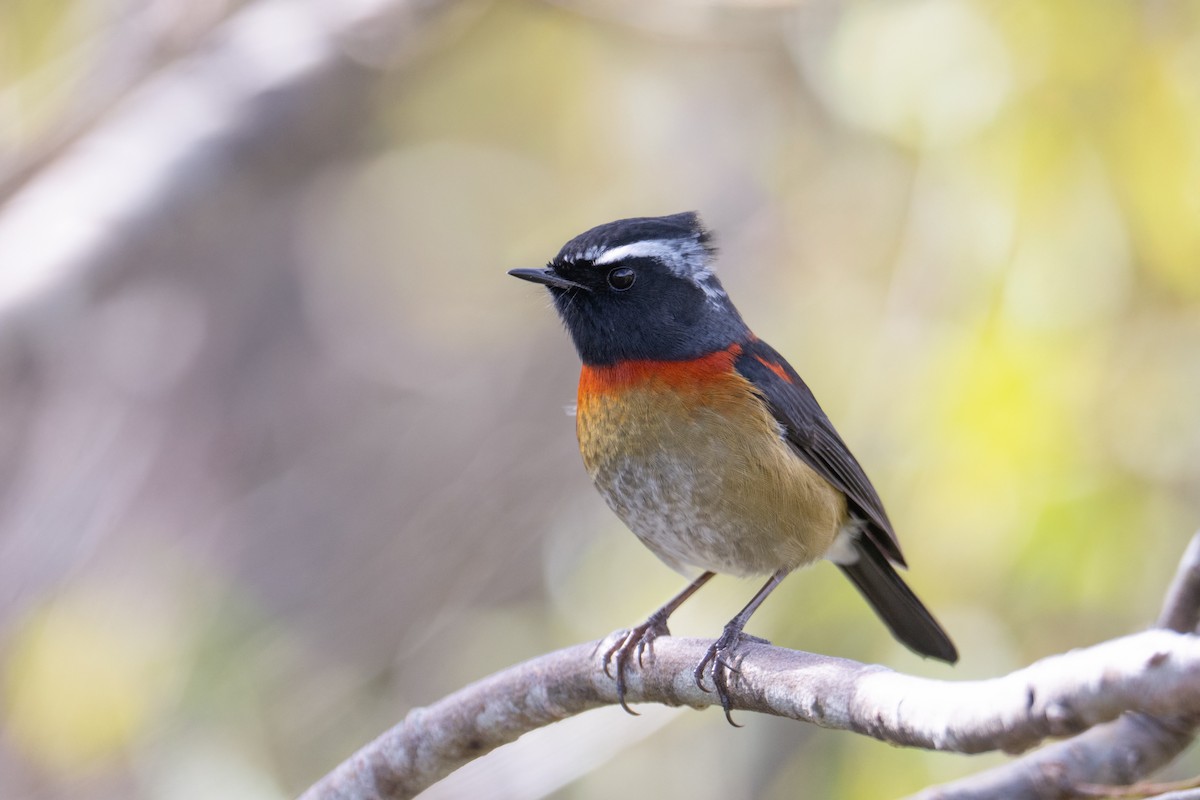 Robin de Johnstone - ML645705344