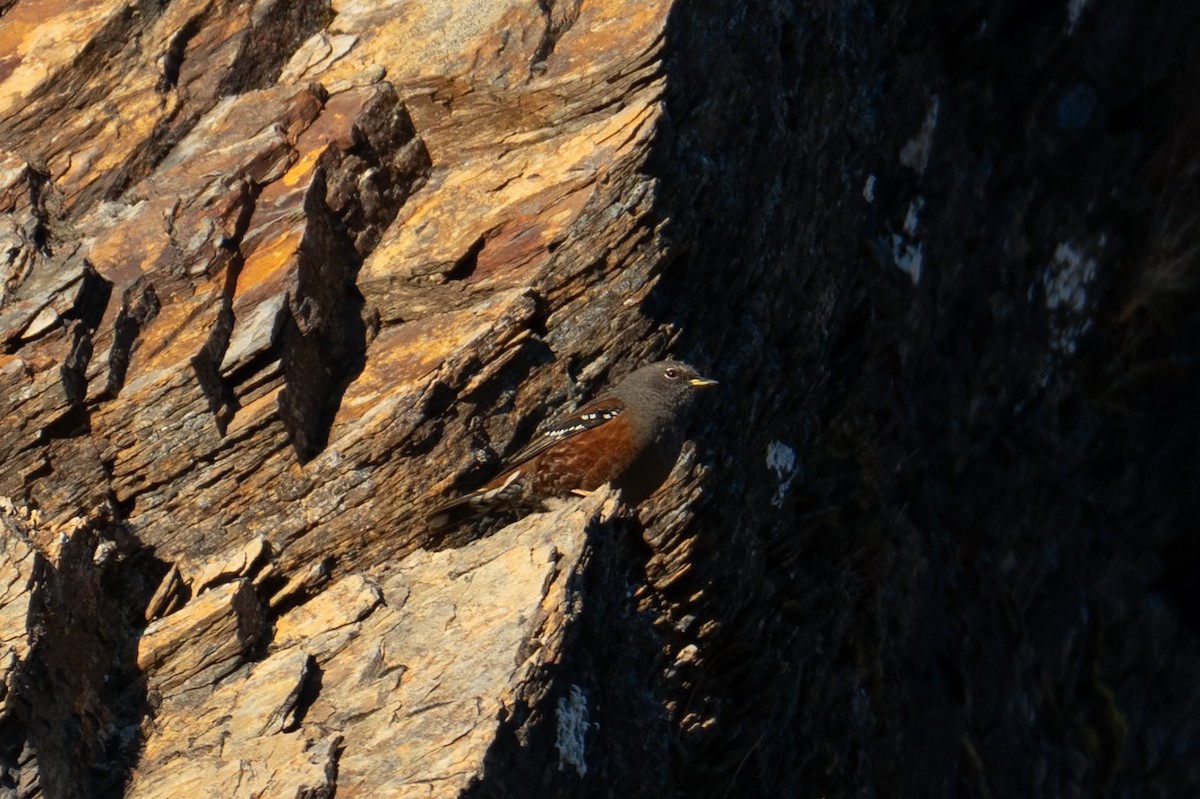 Alpine Accentor - ML645705360