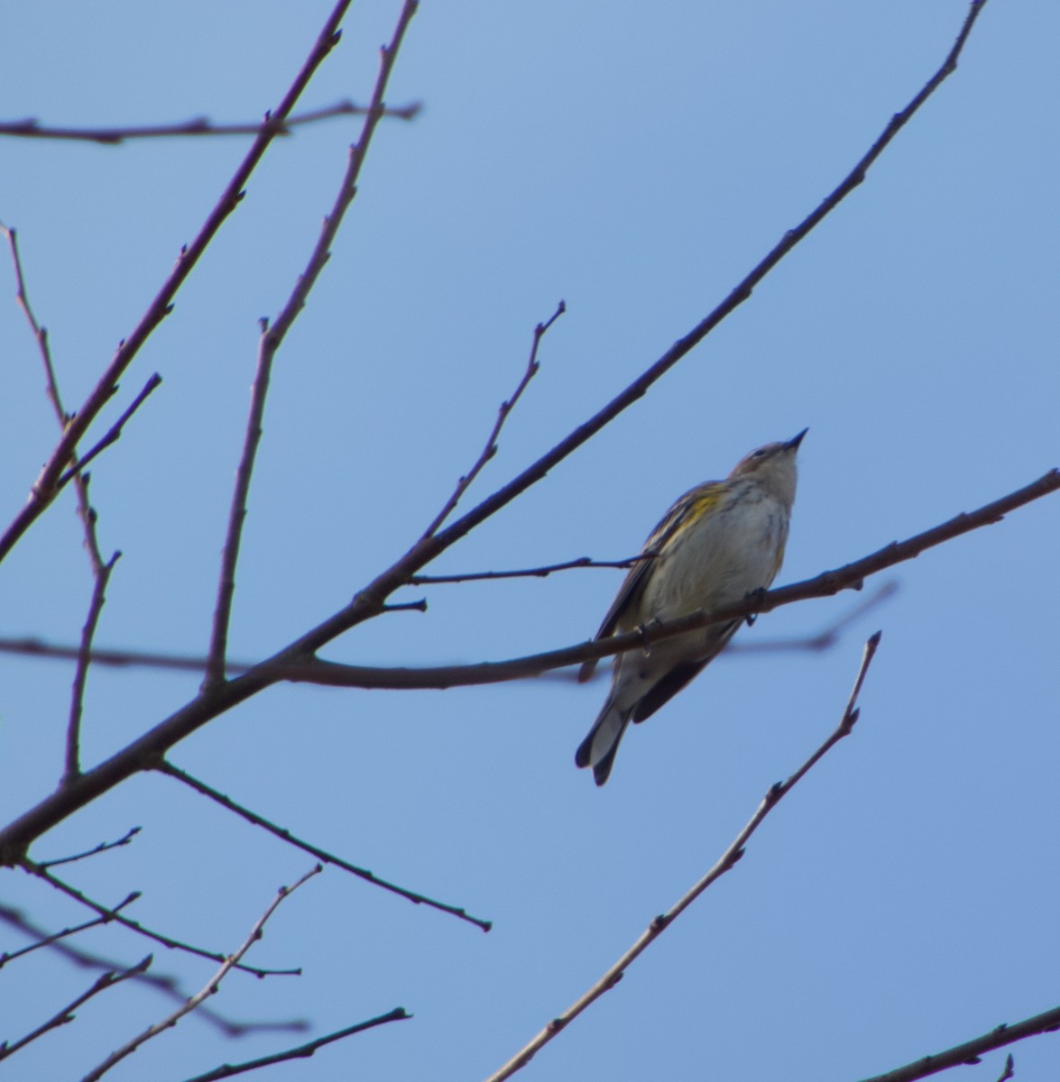 Yellow-rumped Warbler - ML645705373