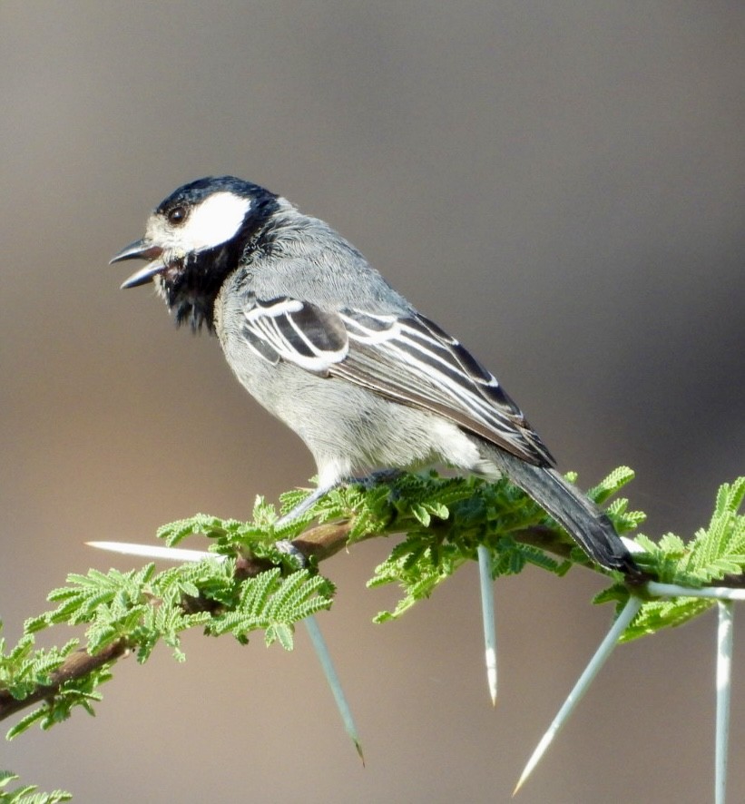 ソマリハイイロガラ - ML645705378