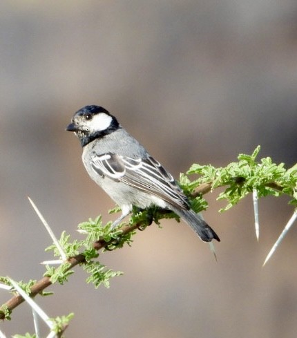 ソマリハイイロガラ - ML645705379