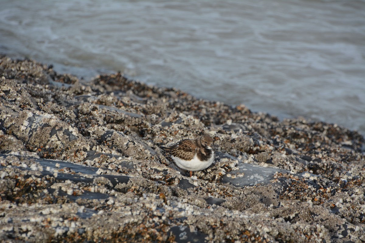 Ruddy Turnstone - ML645705396