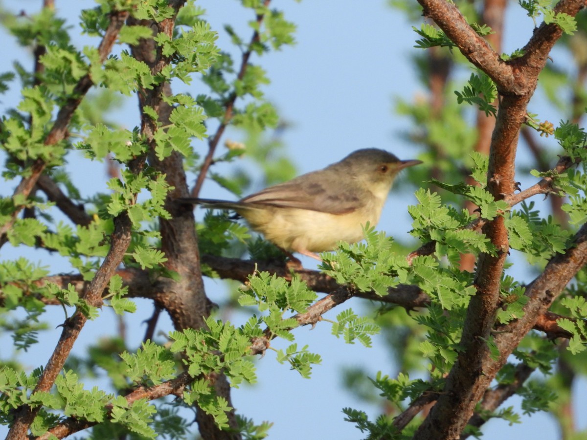 アカシアムシクイ - ML645705406