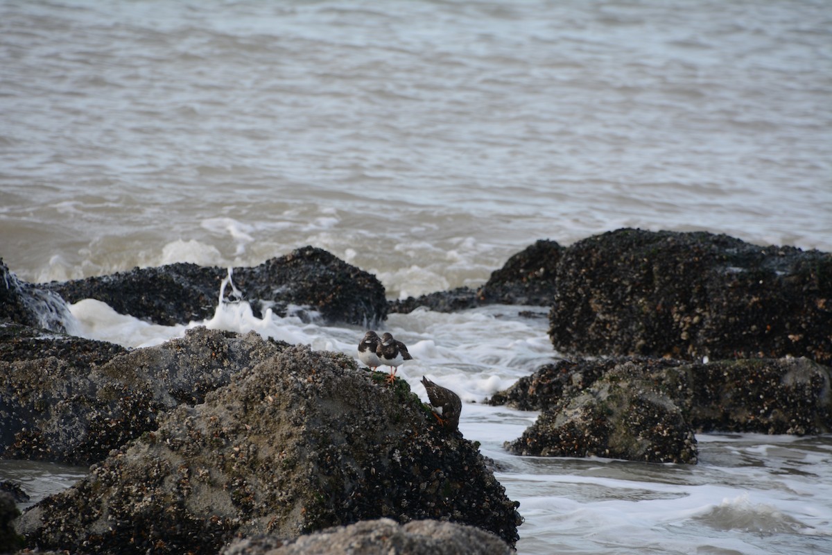 Ruddy Turnstone - ML645705409