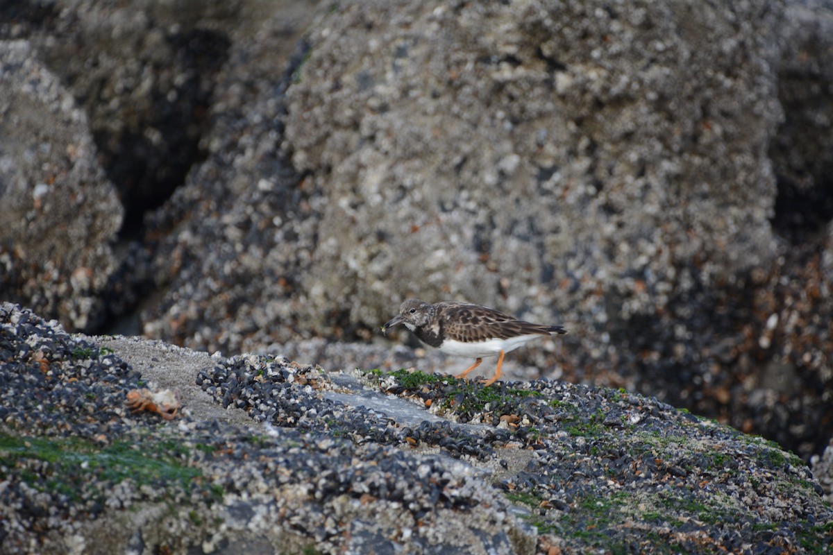 Ruddy Turnstone - ML645705410
