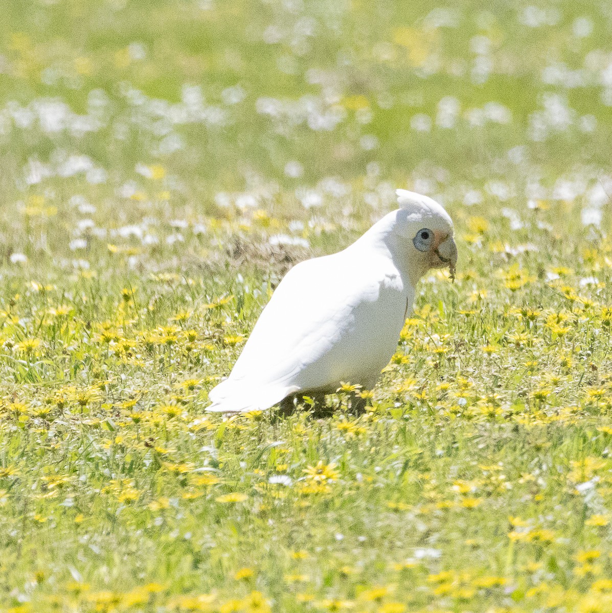 Little Corella - ML645705422