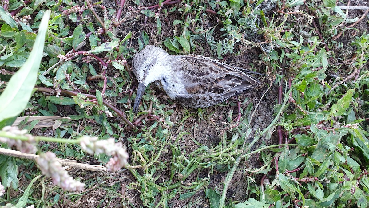 Bergstrandläufer - ML645705426