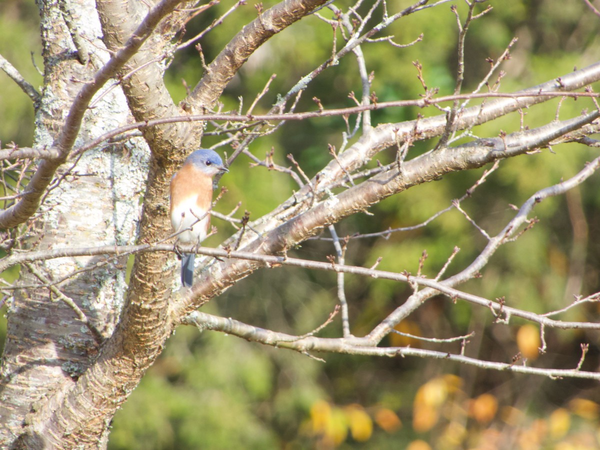 Eastern Bluebird - ML645705430