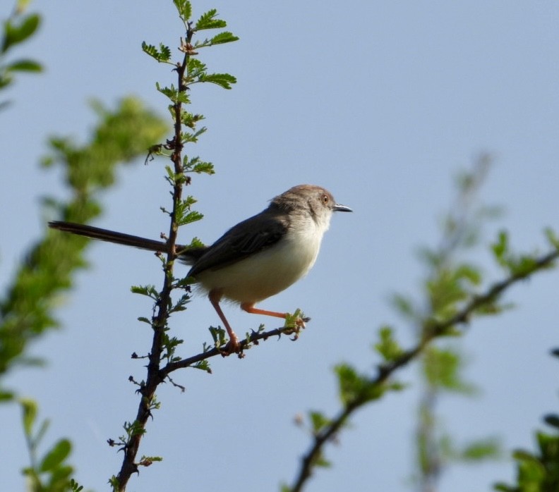 チャビタイムシクイ - ML645705433