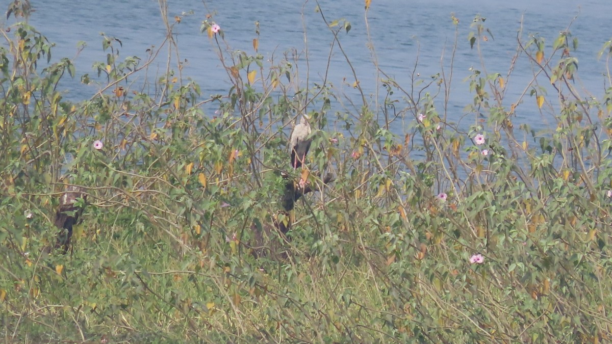 Asian Openbill - ML645705438