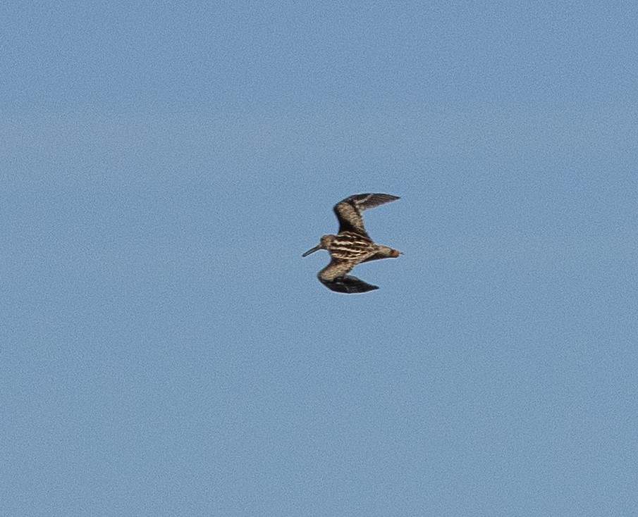 Latham's Snipe - ML645705440