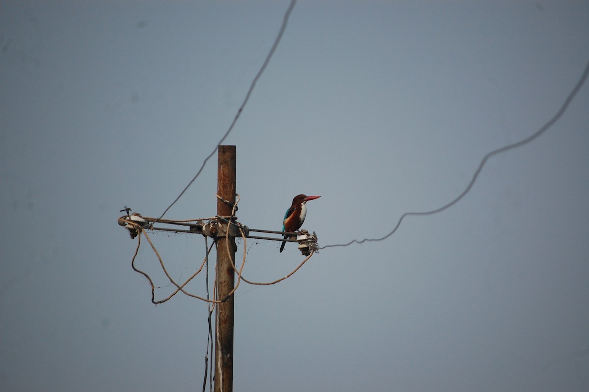 蒼翡翠 - ML645705443