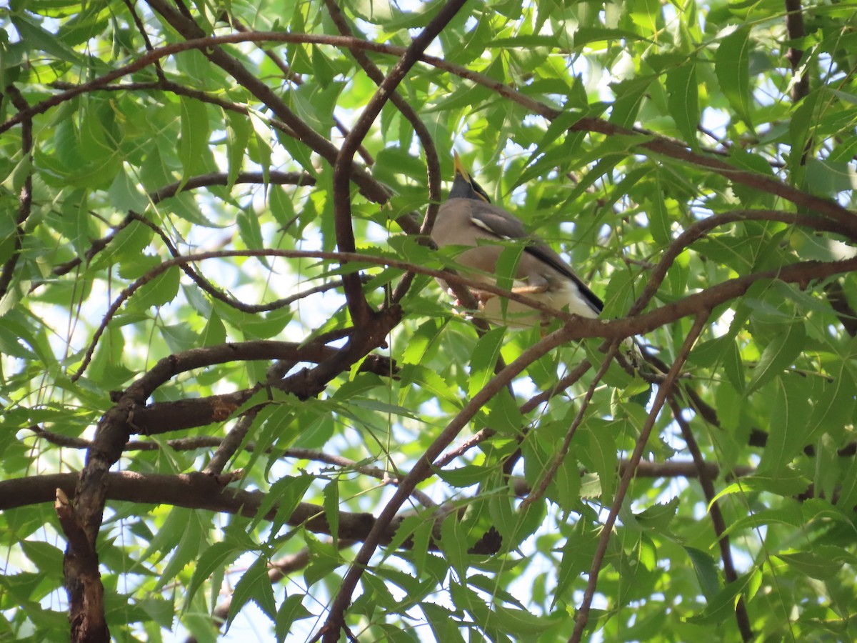 家八哥 - ML645705444