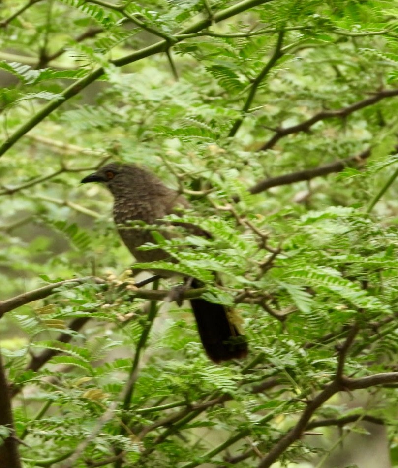 Brown Babbler - ML645705449