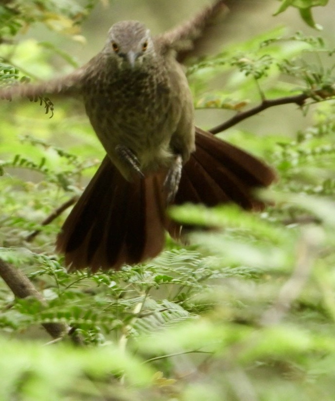 Brown Babbler - ML645705450