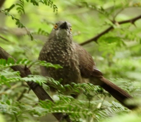 Brown Babbler - ML645705451
