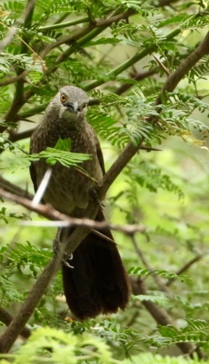 Brown Babbler - ML645705452