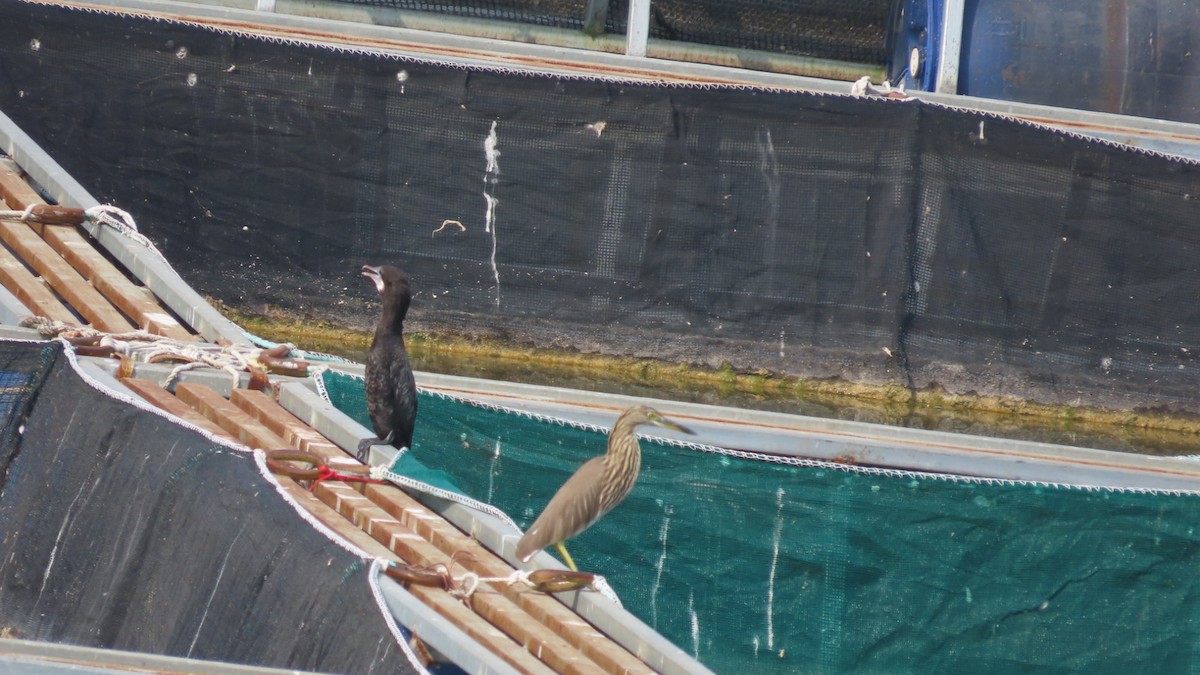 Little Cormorant - ML645705457