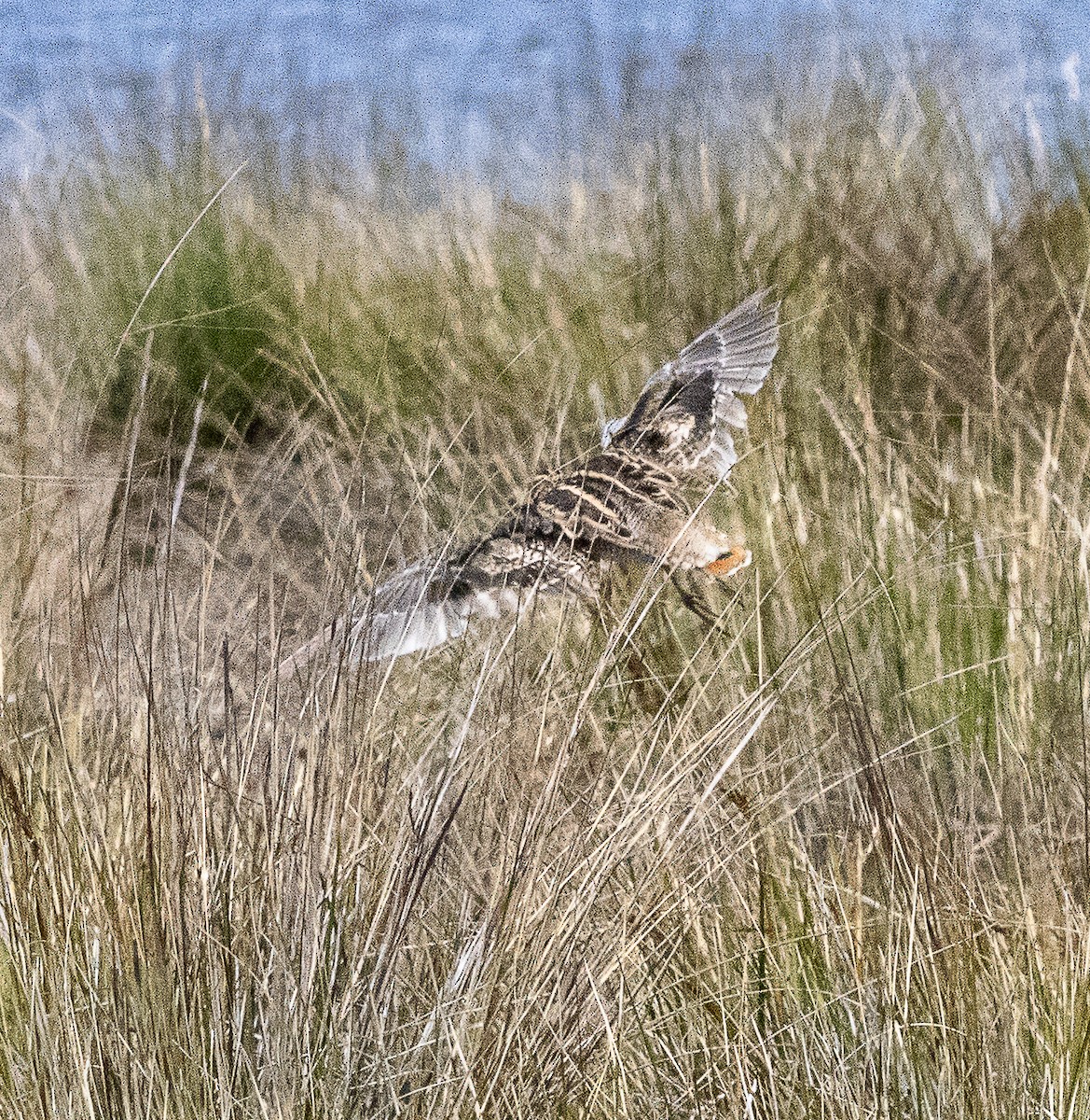 大地鷸 - ML645705458