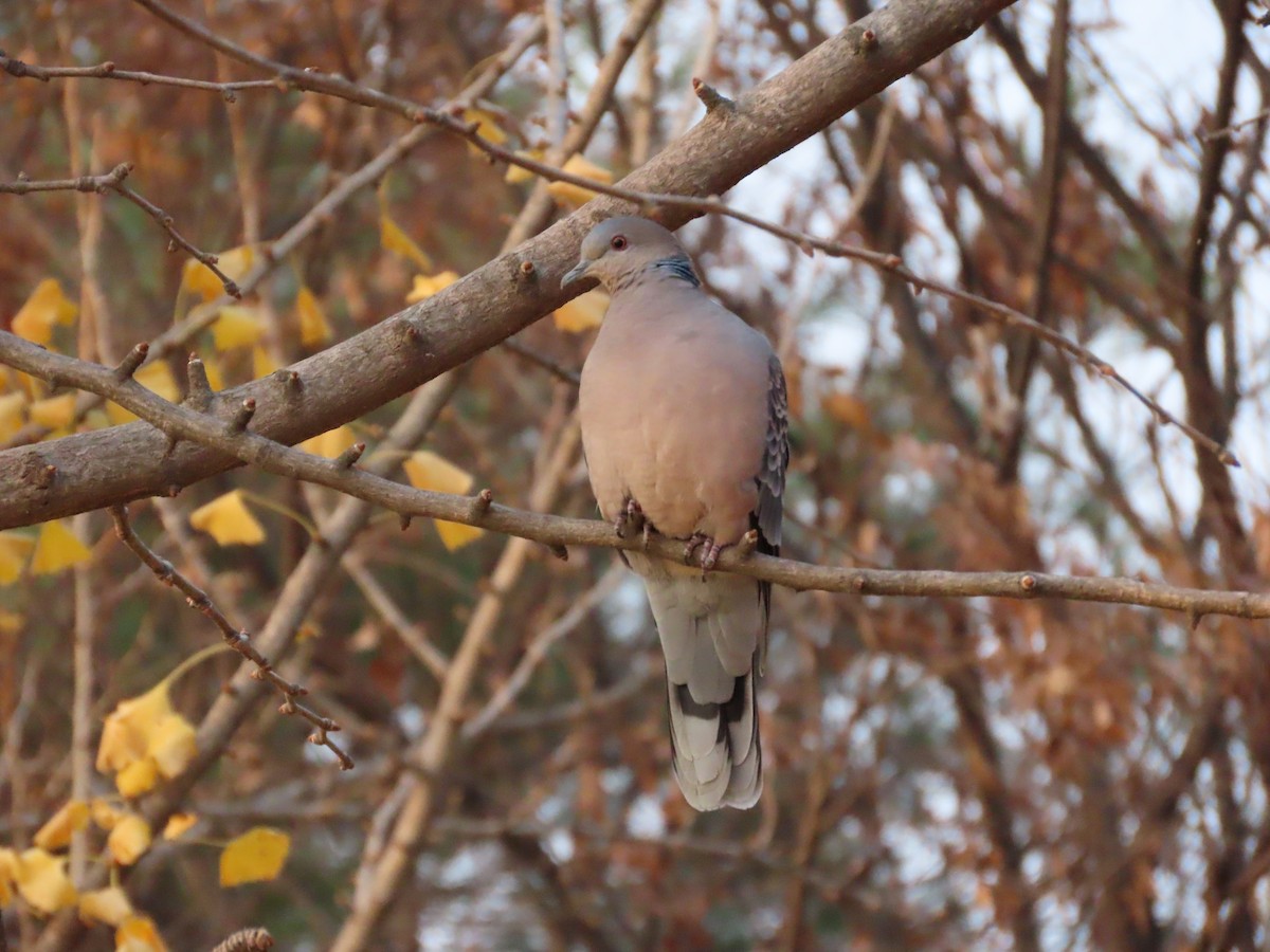 金背鳩 - ML645705459