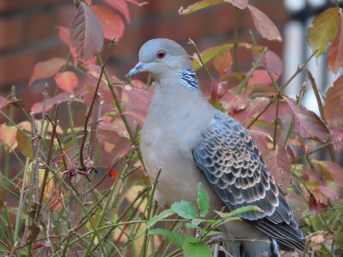 金背鳩 - ML645705460