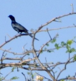 Bristle-crowned Starling - ML645705461