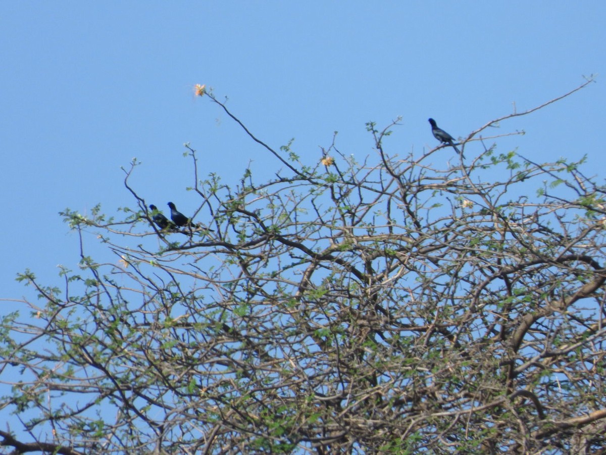 Bristle-crowned Starling - ML645705462