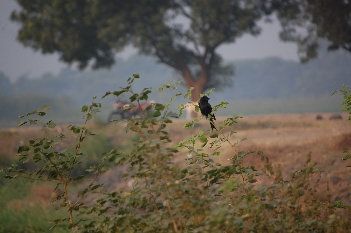 大卷尾 - ML645705463