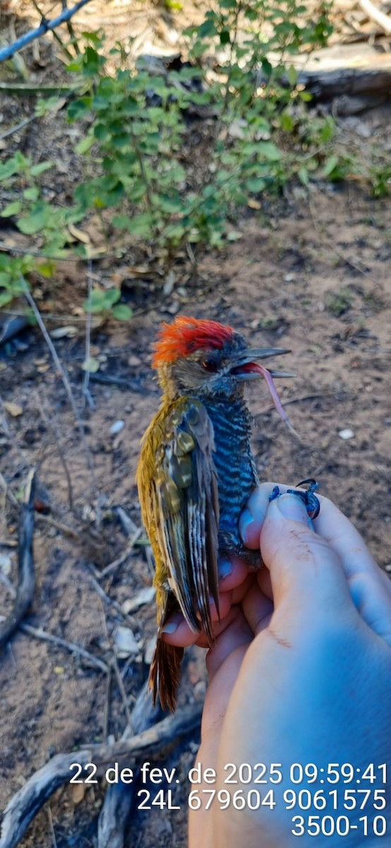 Little Woodpecker - ML645705465