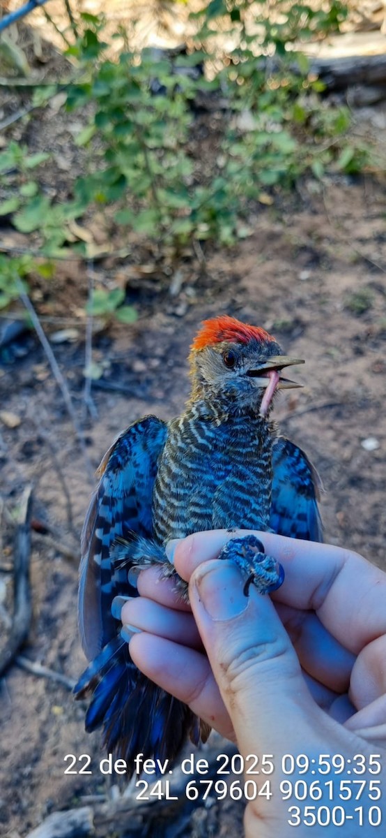 Little Woodpecker - ML645705466