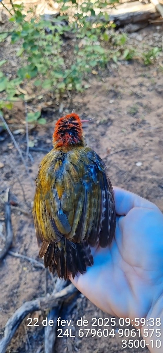 Little Woodpecker - ML645705467