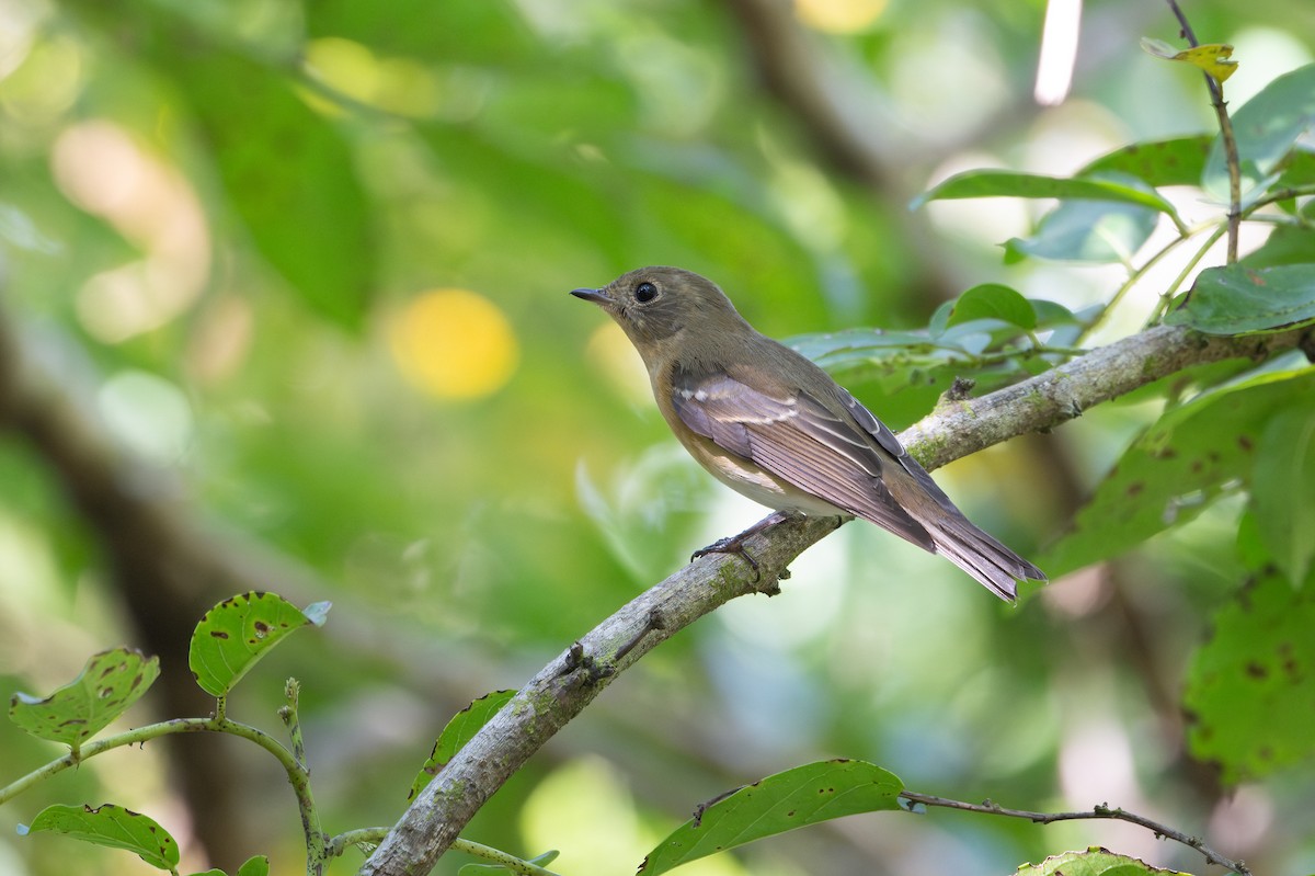 白眉黃鶲 - ML645705468