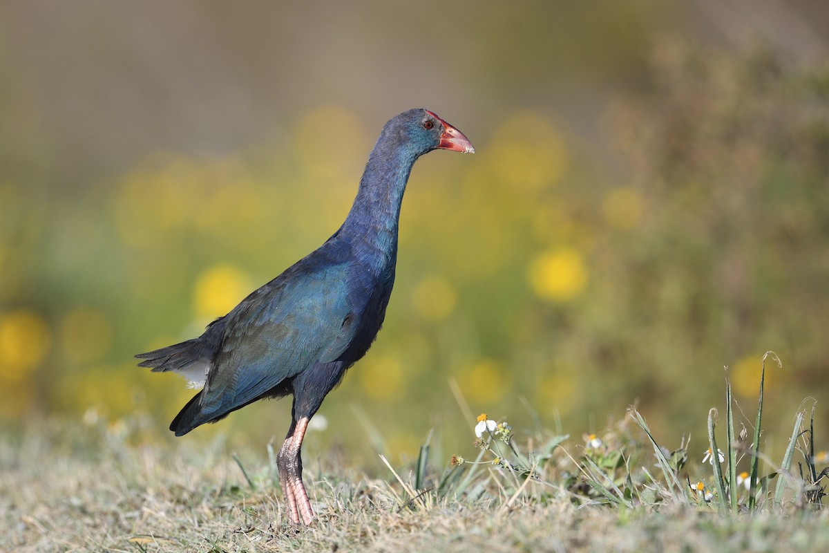 灰頭紫水雞 - ML645705469